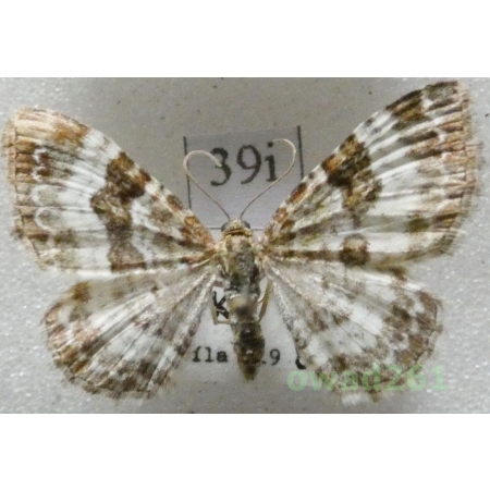 Epirrhoe alternata (Müller, 1764) Czech39i